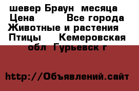 шевер Браун 2месяца › Цена ­ 200 - Все города Животные и растения » Птицы   . Кемеровская обл.,Гурьевск г.